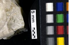 Foto (Detailansicht) von Pithonoton sp. (NHMW-GEO-1990-0041-0076)